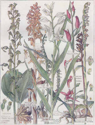 Common Tway-blade, Bird's Nest Orchid, Red Helleborine, Long-leaved Helleborine, Creeping Goodyera